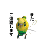 インコのリキちゃん(敬語ver.)（個別スタンプ：12）