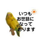 インコのリキちゃん(敬語ver.)（個別スタンプ：14）