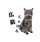 広島弁のキジトラ猫[ぽてと＆タピオカ]（個別スタンプ：1）