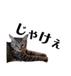 広島弁のキジトラ猫[ぽてと＆タピオカ]（個別スタンプ：3）