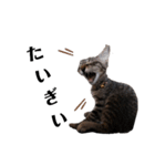 広島弁のキジトラ猫[ぽてと＆タピオカ]（個別スタンプ：4）