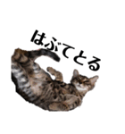 広島弁のキジトラ猫[ぽてと＆タピオカ]（個別スタンプ：7）