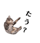 広島弁のキジトラ猫[ぽてと＆タピオカ]（個別スタンプ：8）
