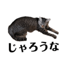 広島弁のキジトラ猫[ぽてと＆タピオカ]（個別スタンプ：9）