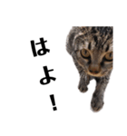 広島弁のキジトラ猫[ぽてと＆タピオカ]（個別スタンプ：10）