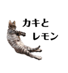 広島弁のキジトラ猫[ぽてと＆タピオカ]（個別スタンプ：11）