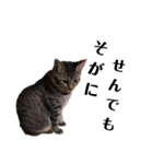 広島弁のキジトラ猫[ぽてと＆タピオカ]（個別スタンプ：18）
