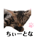 広島弁のキジトラ猫[ぽてと＆タピオカ]（個別スタンプ：23）