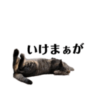 広島弁のキジトラ猫[ぽてと＆タピオカ]（個別スタンプ：24）