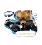 ワン達の日常スタンプ5（個別スタンプ：9）