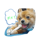 ワン達の日常スタンプ5（個別スタンプ：11）