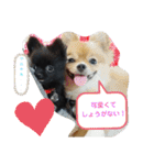 ワン達の日常スタンプ5（個別スタンプ：13）