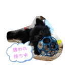 ワン達の日常スタンプ5（個別スタンプ：14）