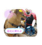 ワン達の日常スタンプ5（個別スタンプ：16）