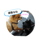 ワン達の日常スタンプ5（個別スタンプ：17）