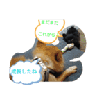 ワン達の日常スタンプ5（個別スタンプ：18）