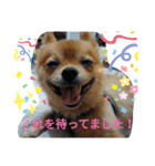 ワン達の日常スタンプ5（個別スタンプ：19）