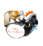 ワン達の日常スタンプ5（個別スタンプ：21）