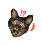にぎやかな猫たち（個別スタンプ：1）