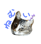 にぎやかな猫たち（個別スタンプ：2）