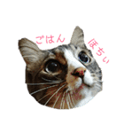 にぎやかな猫たち（個別スタンプ：3）