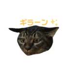 にぎやかな猫たち（個別スタンプ：4）