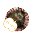 にぎやかな猫たち（個別スタンプ：5）
