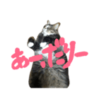 にぎやかな猫たち（個別スタンプ：6）