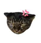 にぎやかな猫たち（個別スタンプ：7）