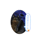 にぎやかな猫たち（個別スタンプ：8）