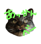 にぎやかな猫たち（個別スタンプ：10）