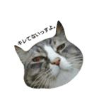 にぎやかな猫たち（個別スタンプ：11）