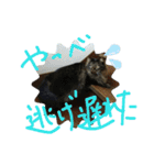 にぎやかな猫たち（個別スタンプ：12）