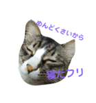 にぎやかな猫たち（個別スタンプ：13）