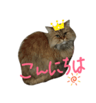 にぎやかな猫たち（個別スタンプ：14）