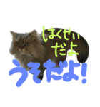 にぎやかな猫たち（個別スタンプ：16）