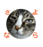 にぎやかな猫たち（個別スタンプ：17）