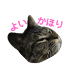 にぎやかな猫たち（個別スタンプ：19）
