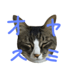 にぎやかな猫たち（個別スタンプ：22）