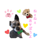 ♡我が家の愛するわんこず♡Fran＆Soy♡愛犬（個別スタンプ：8）