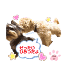 ♡我が家の愛するわんこず♡Fran＆Soy♡愛犬（個別スタンプ：21）