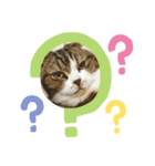 猫のルンちゃんスタンプです！（個別スタンプ：1）