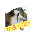 猫のルンちゃんスタンプです！（個別スタンプ：2）