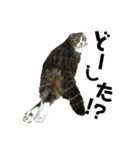 猫のルンちゃんスタンプです！（個別スタンプ：4）