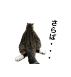 猫のルンちゃんスタンプです！（個別スタンプ：8）