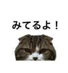 猫のルンちゃんスタンプです！（個別スタンプ：9）