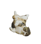 猫のルンちゃんスタンプです！（個別スタンプ：11）