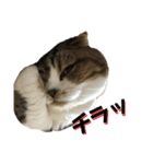 猫のルンちゃんスタンプです！（個別スタンプ：15）
