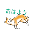 茶犬たち3（個別スタンプ：1）