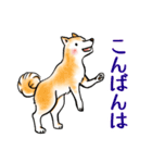 茶犬たち3（個別スタンプ：3）